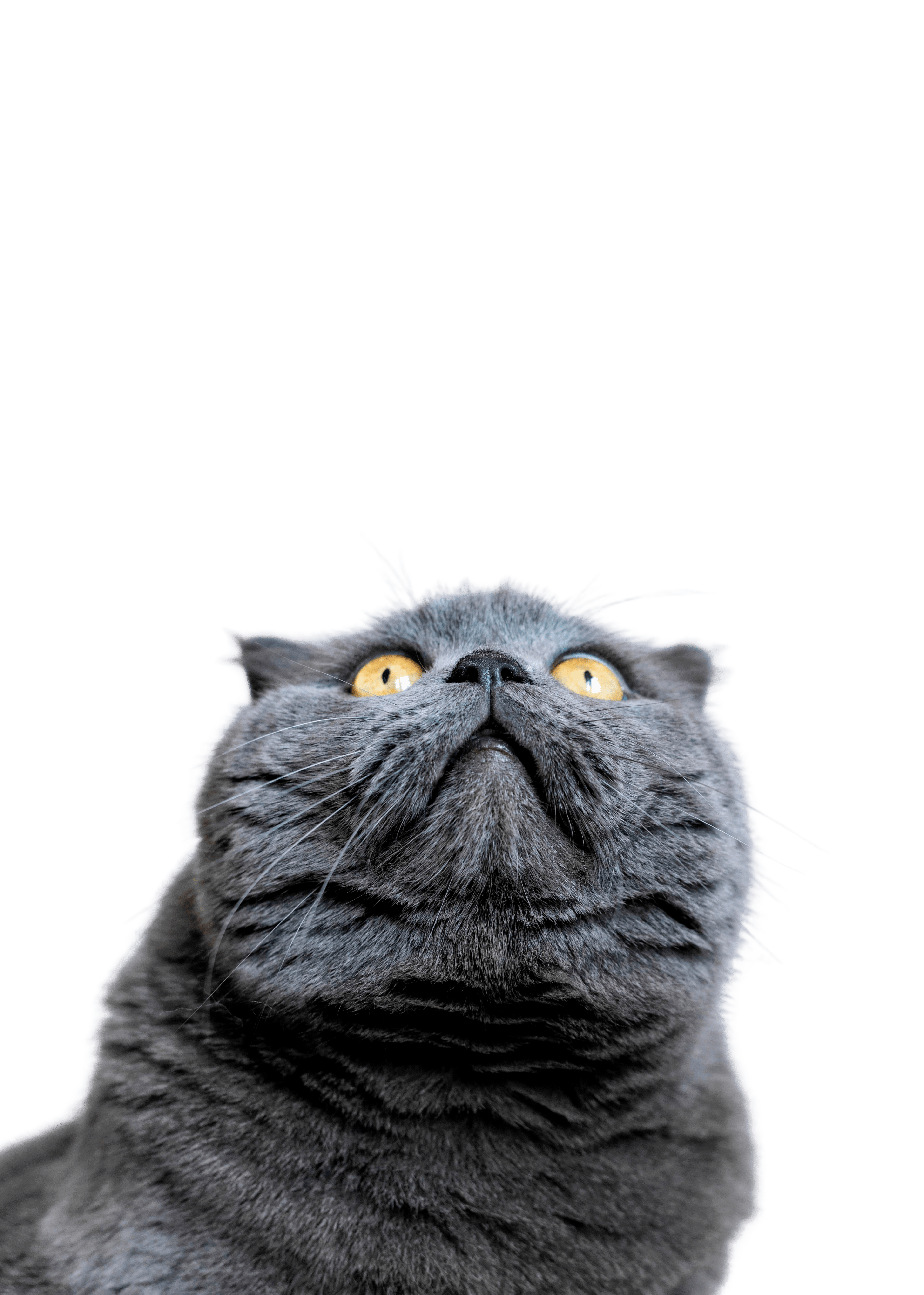 پت شاپ آنلاین پاوپل - فروشگاه محصولات حیوانات خانگی